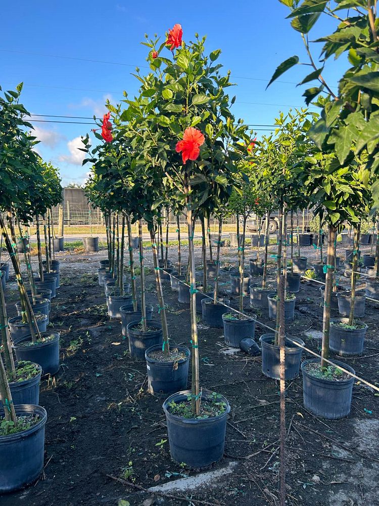 hibiscus-president-red