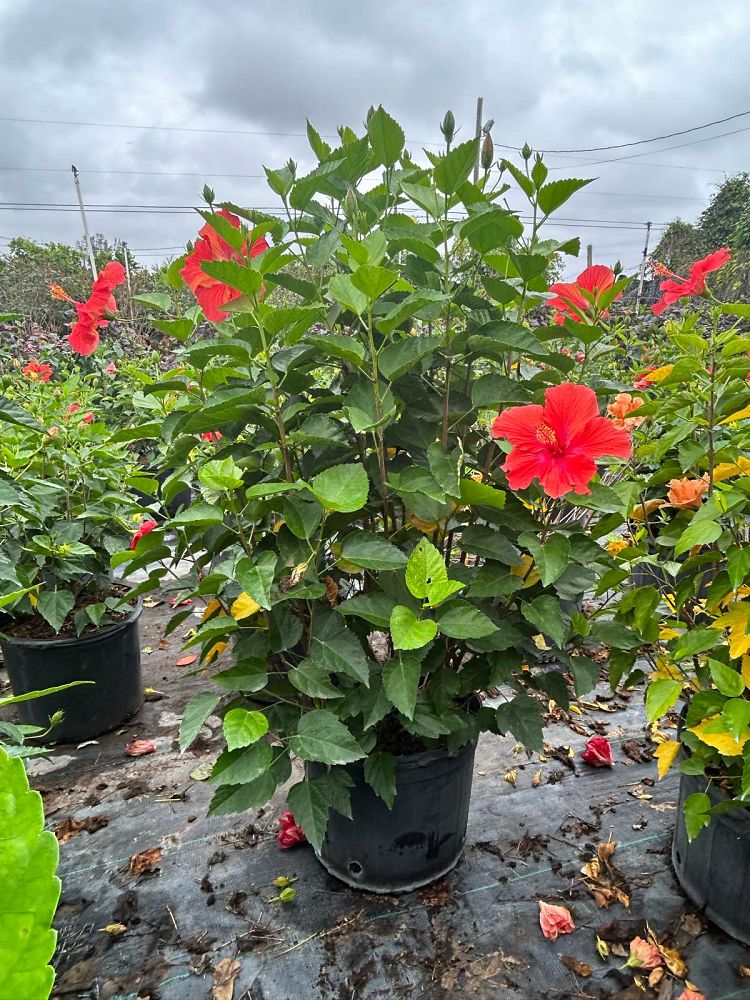hibiscus-president-red