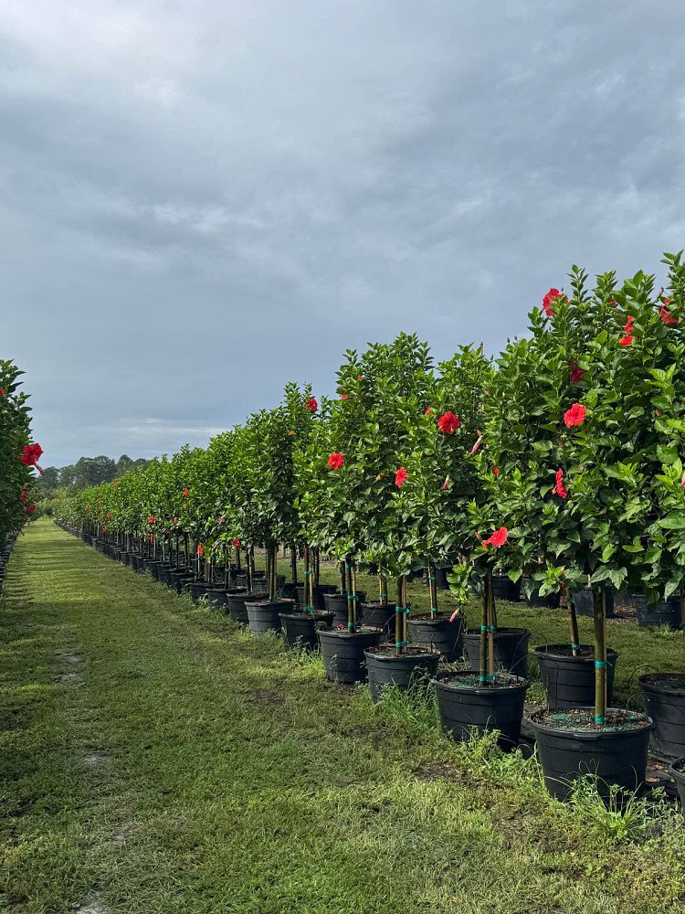hibiscus-president-red