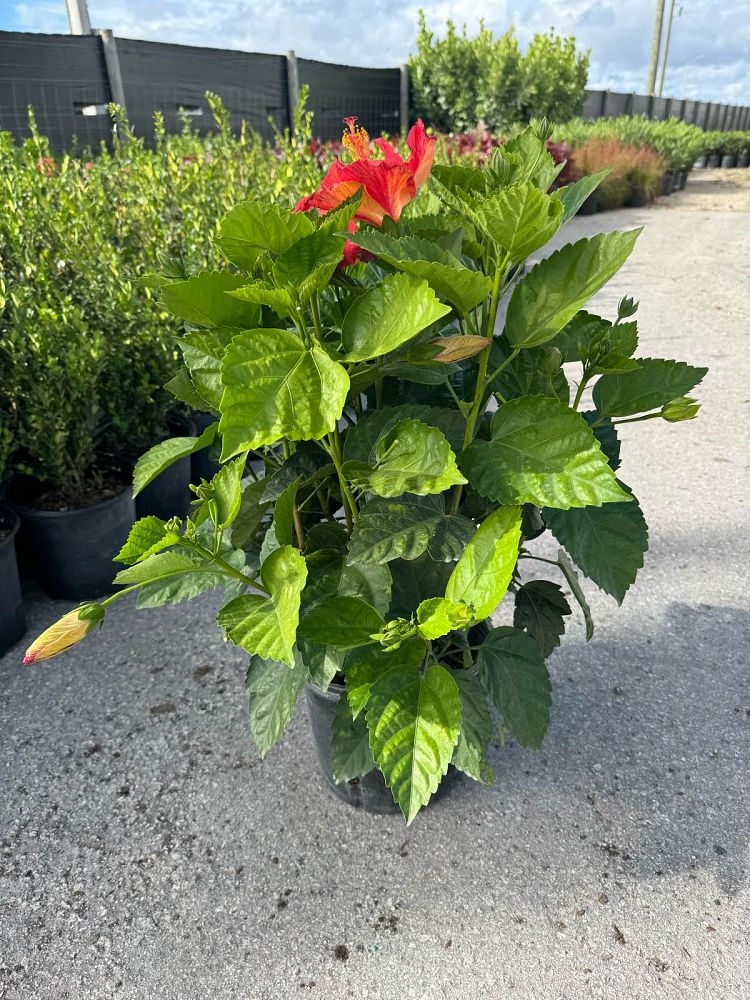 hibiscus-president-red