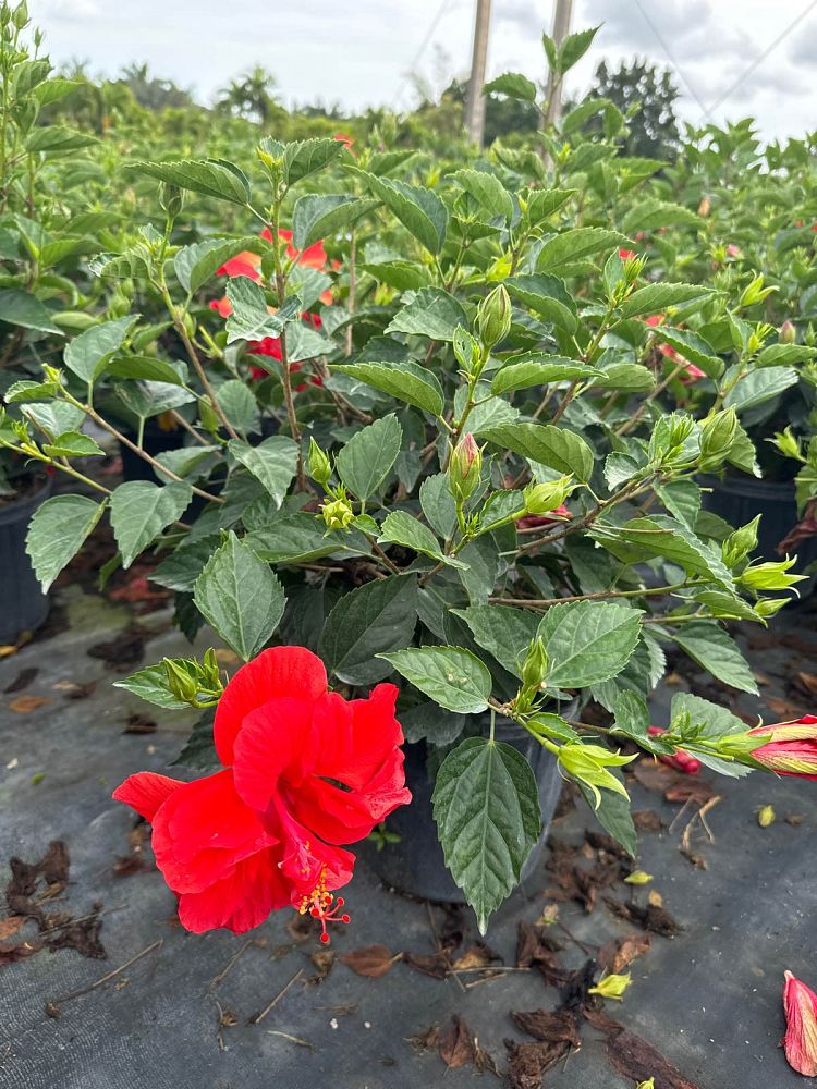 hibiscus-president-red