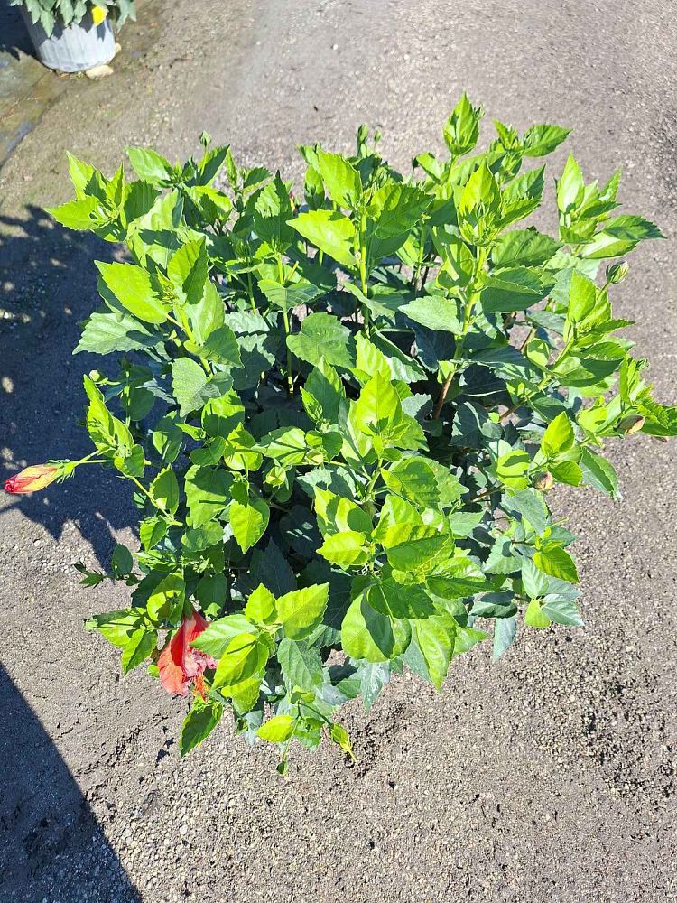 hibiscus-president-red