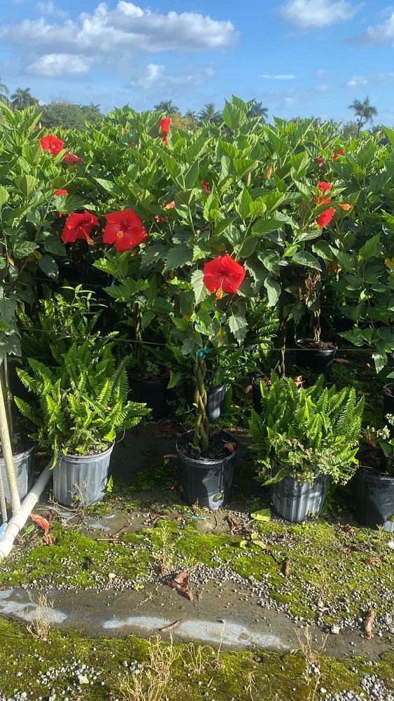 hibiscus-president-red