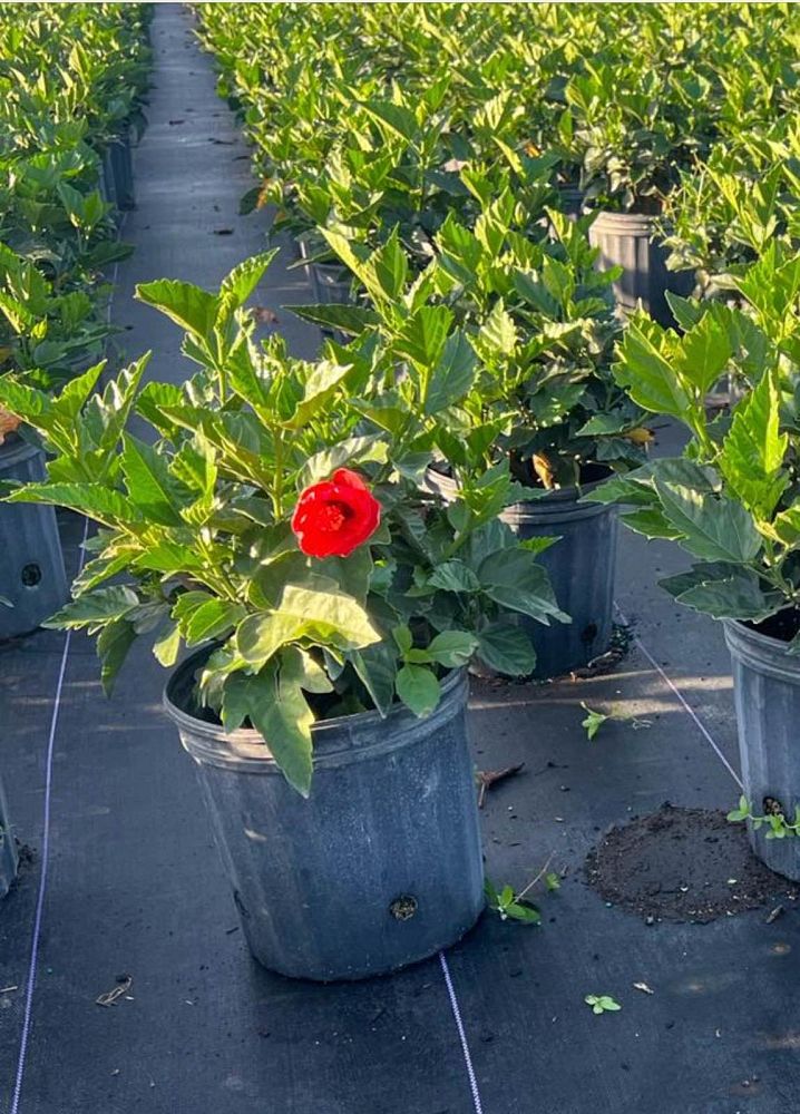 hibiscus-president-red