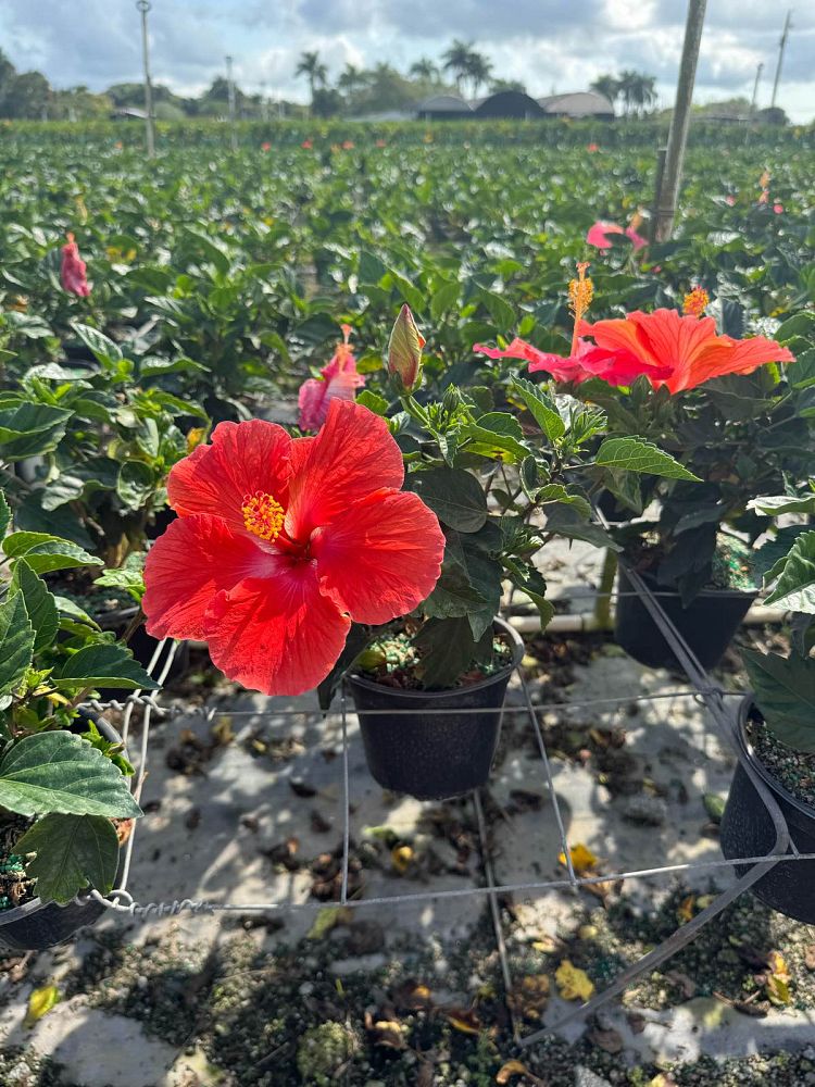 hibiscus-president-red