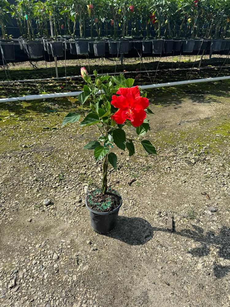 hibiscus-president-red