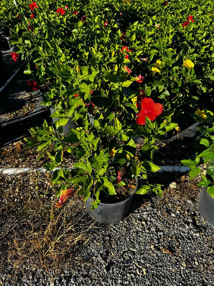hibiscus-president-red
