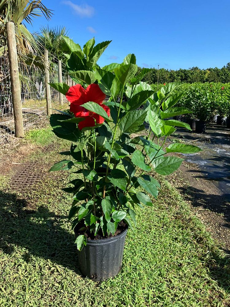 hibiscus-president-red