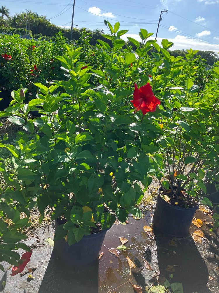 hibiscus-president-red