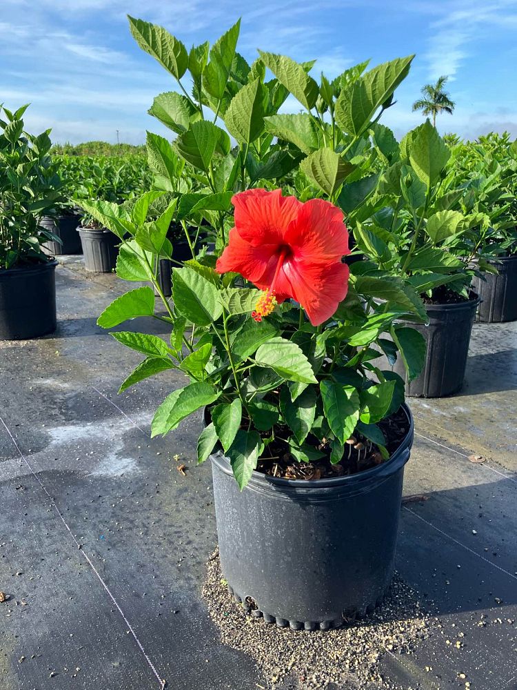hibiscus-president-red