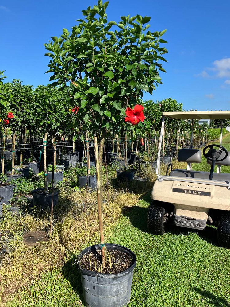 hibiscus-president-red