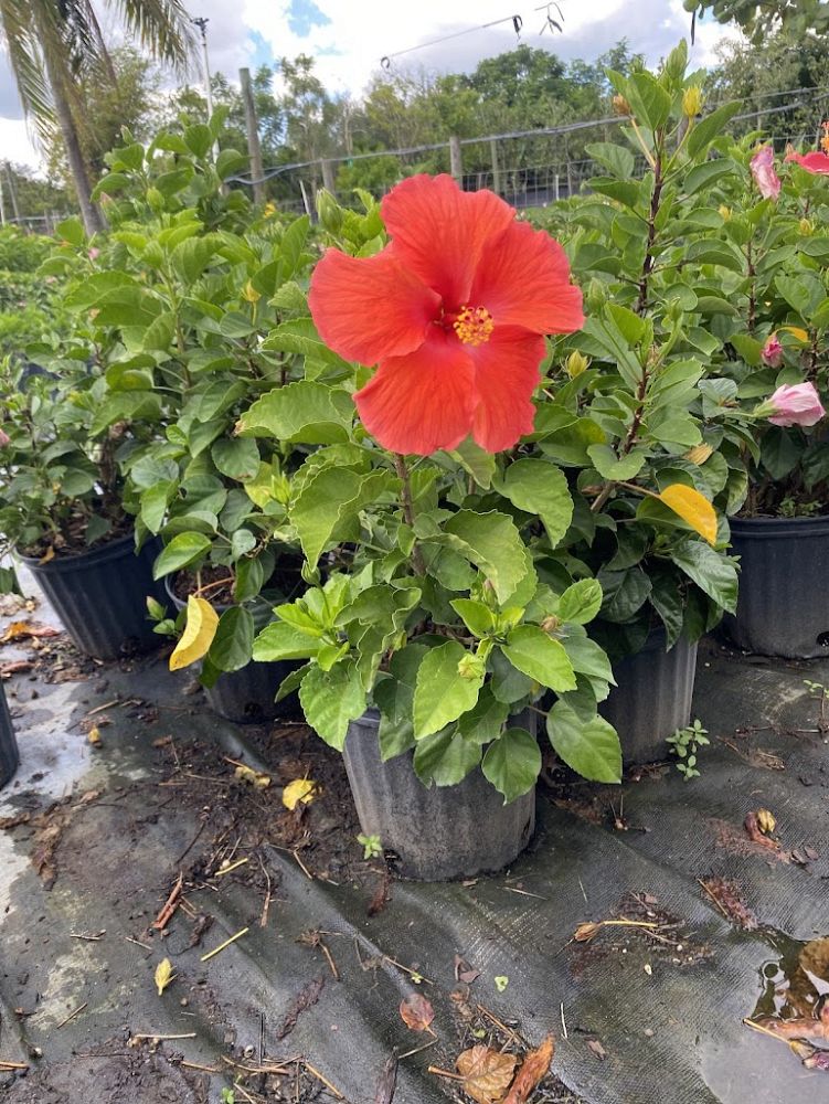 hibiscus-president-red