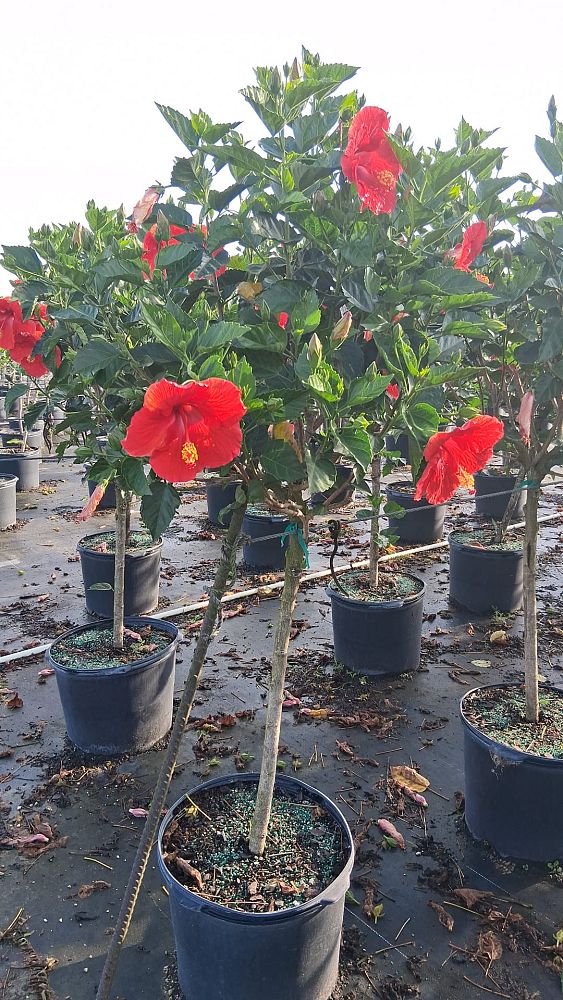 hibiscus-president-red