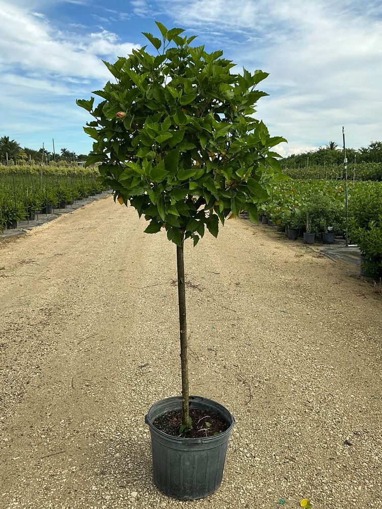 hibiscus-president-red