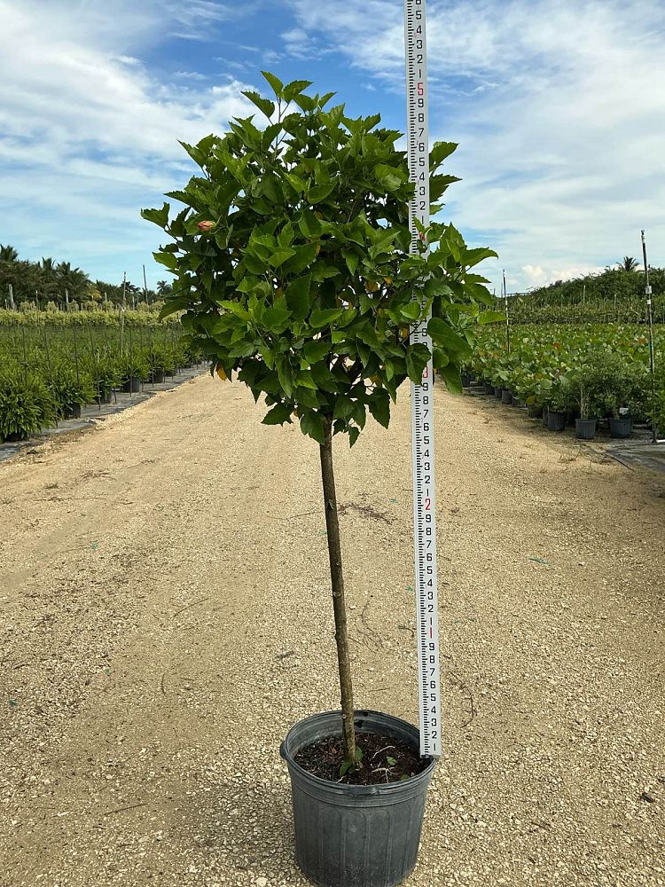 hibiscus-president-red