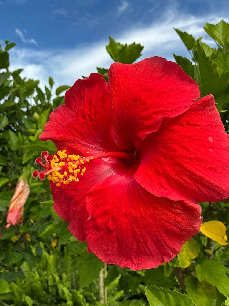 hibiscus-president-red