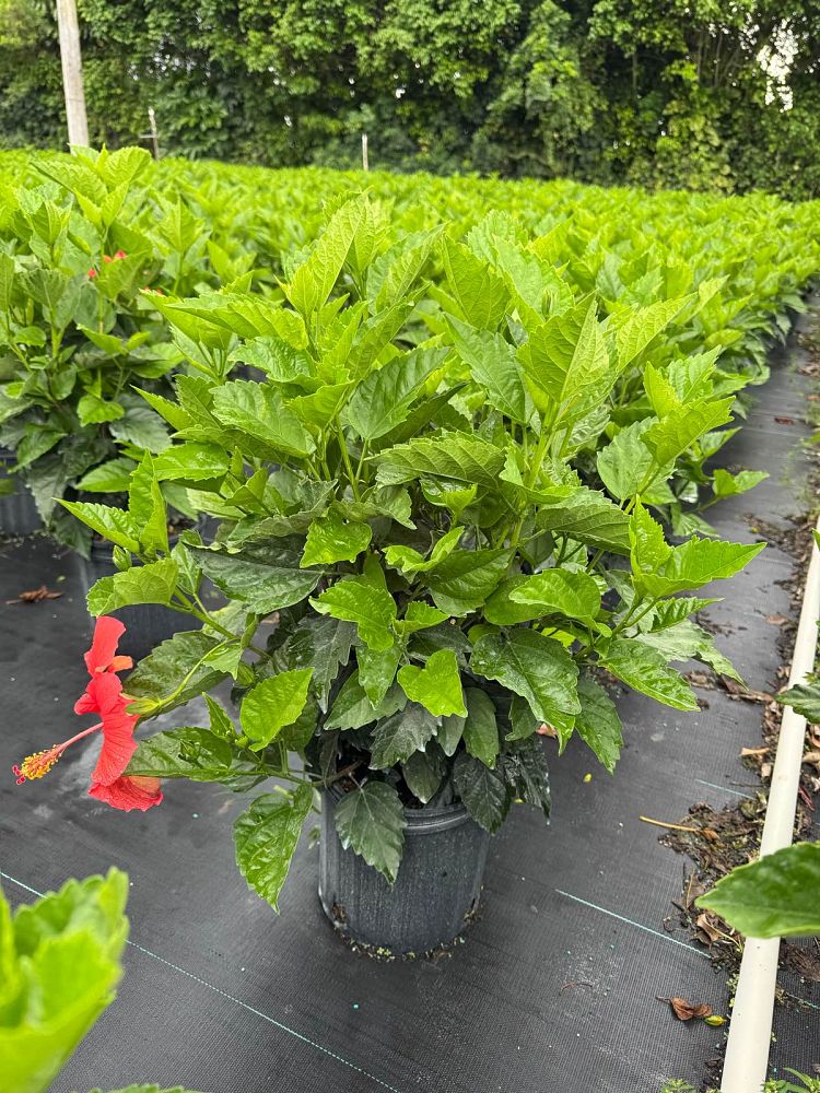 hibiscus-president-red