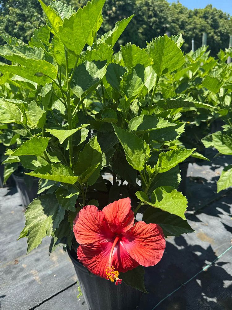 hibiscus-president-red