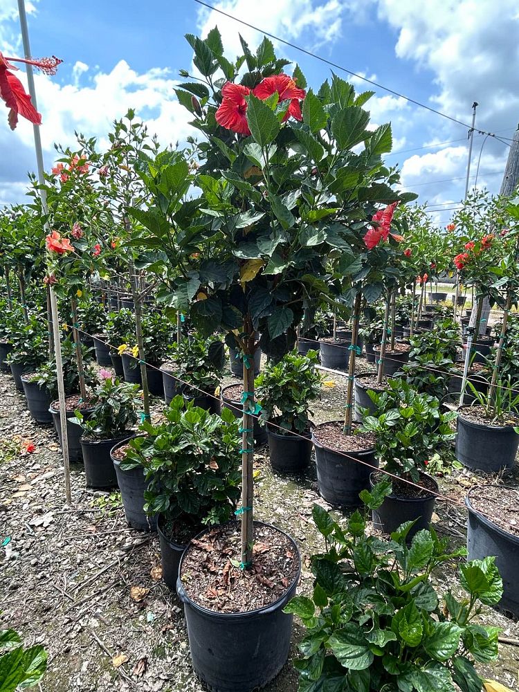 hibiscus-president-red