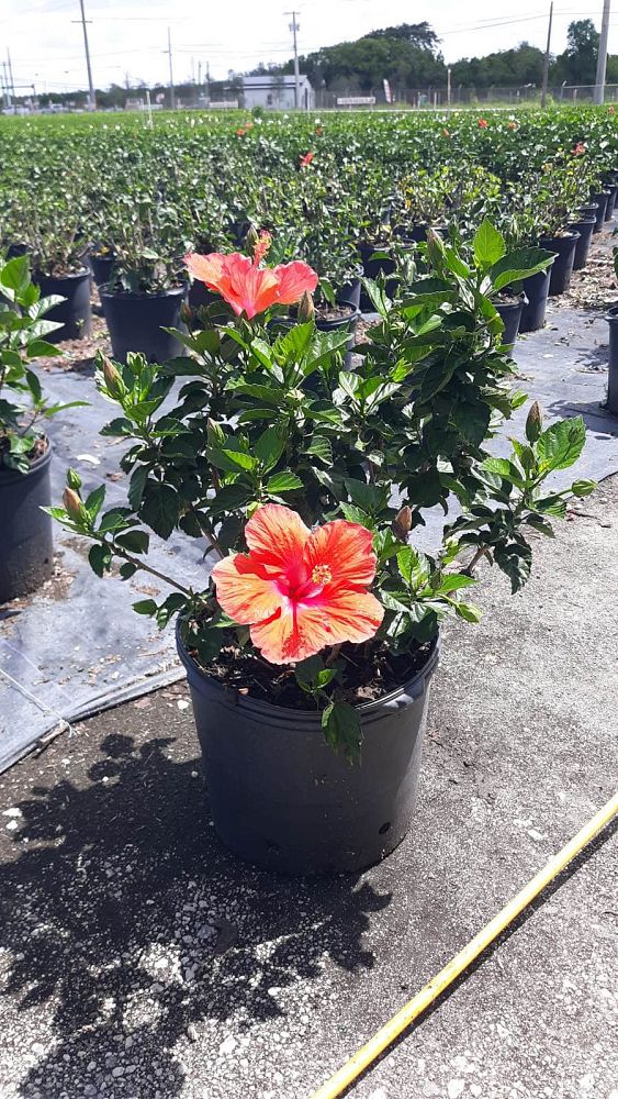 hibiscus-president-red