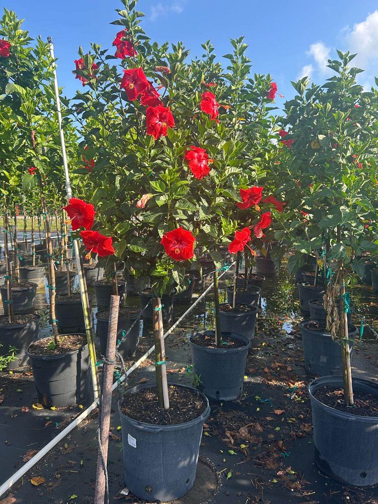 hibiscus-president-red