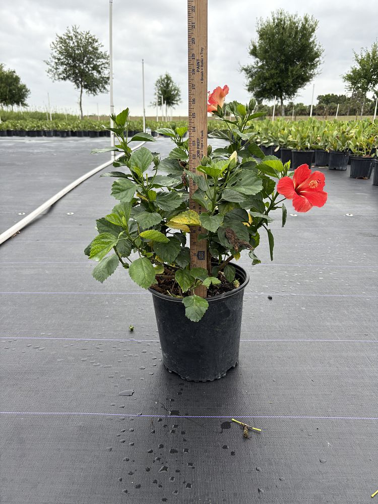 hibiscus-president-red