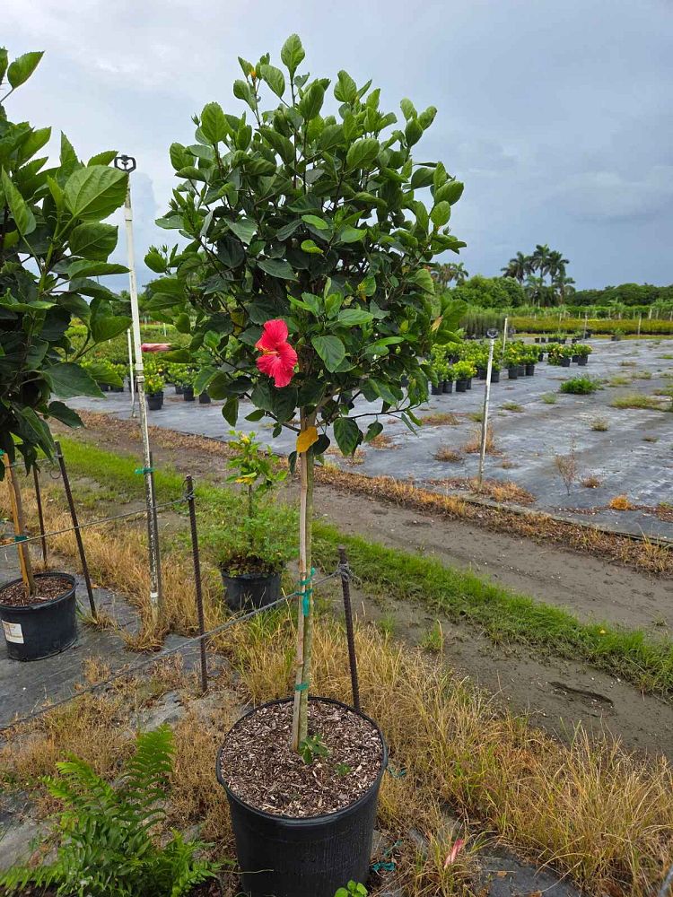 hibiscus-president-red