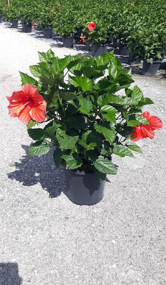 hibiscus-president-red