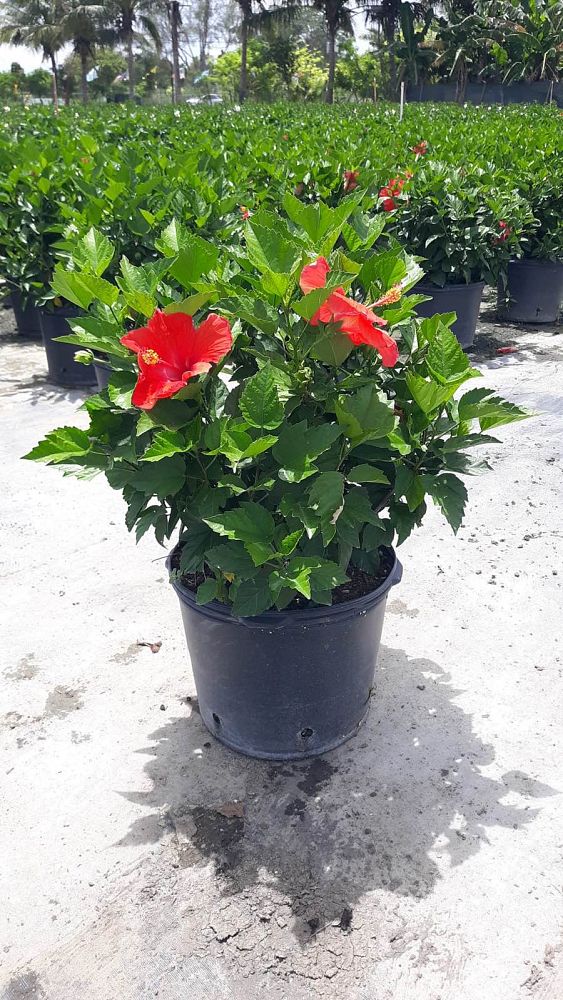 hibiscus-president-red