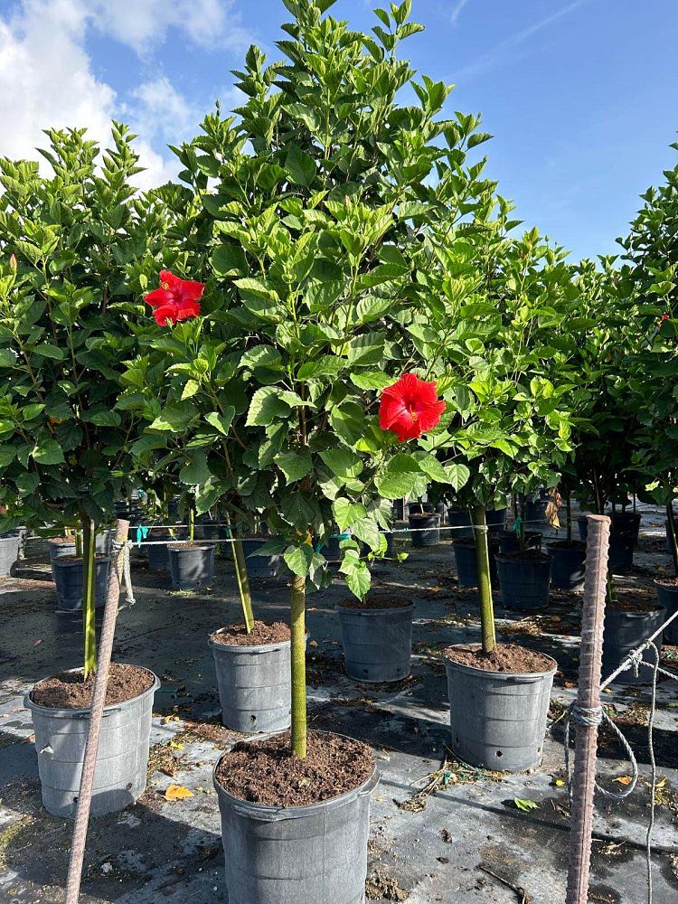 hibiscus-president-red