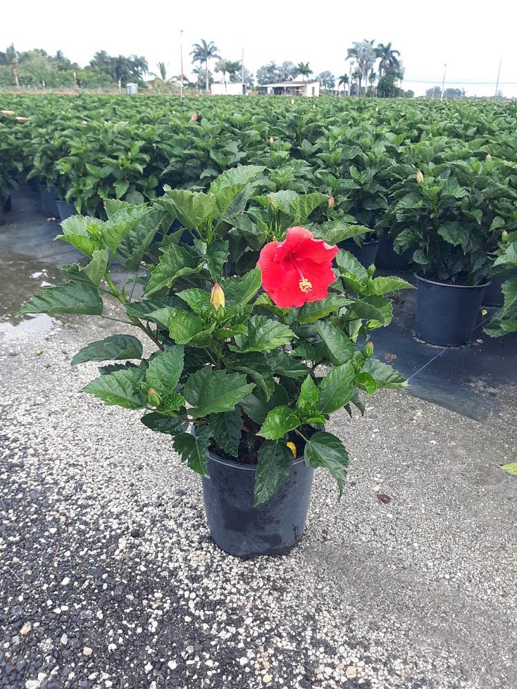 hibiscus-president-red