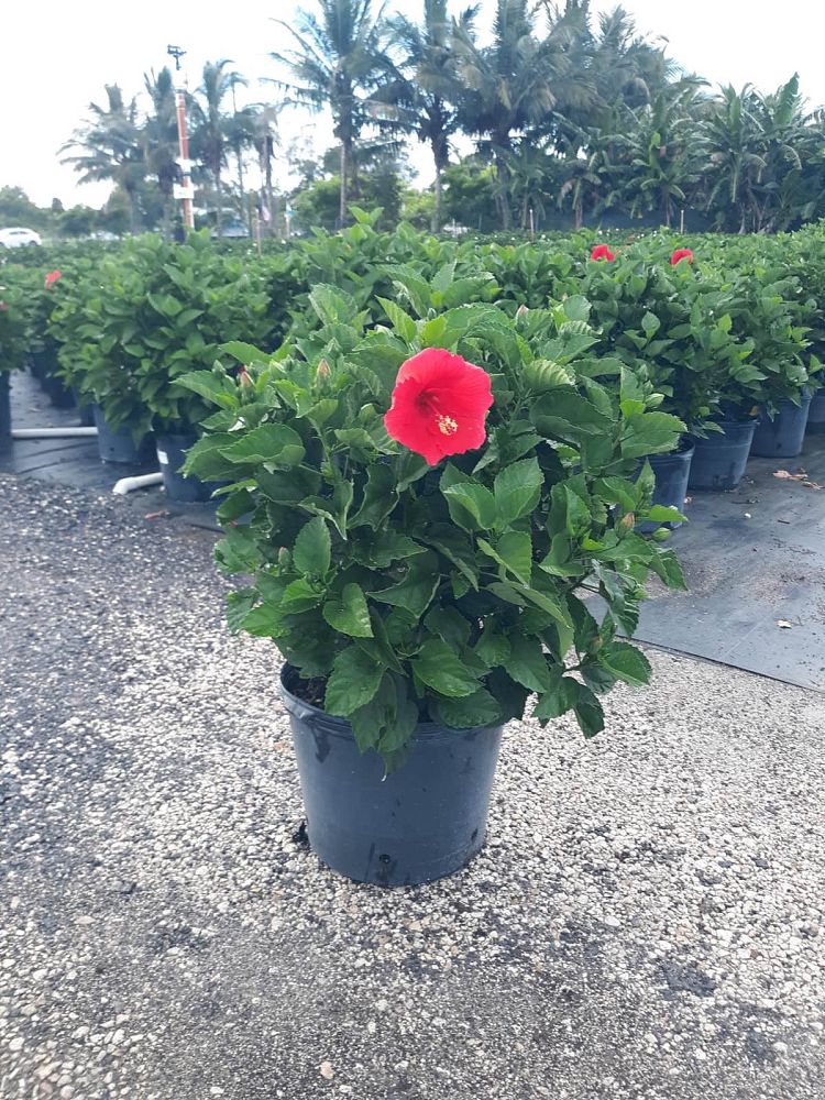 hibiscus-president-red