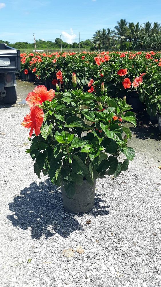 hibiscus-president-red