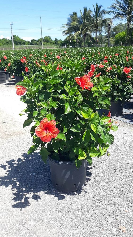 hibiscus-president-red