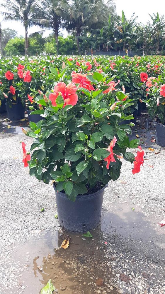 hibiscus-president-red