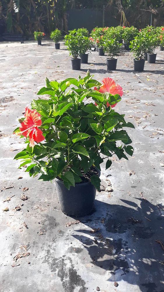 hibiscus-president-red