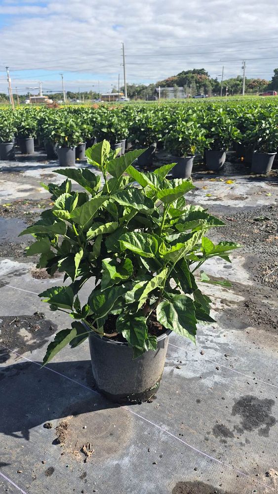 hibiscus-president-red