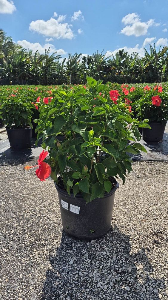 hibiscus-president-red