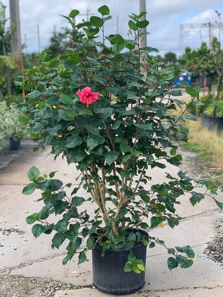 hibiscus-pride-of-hankins