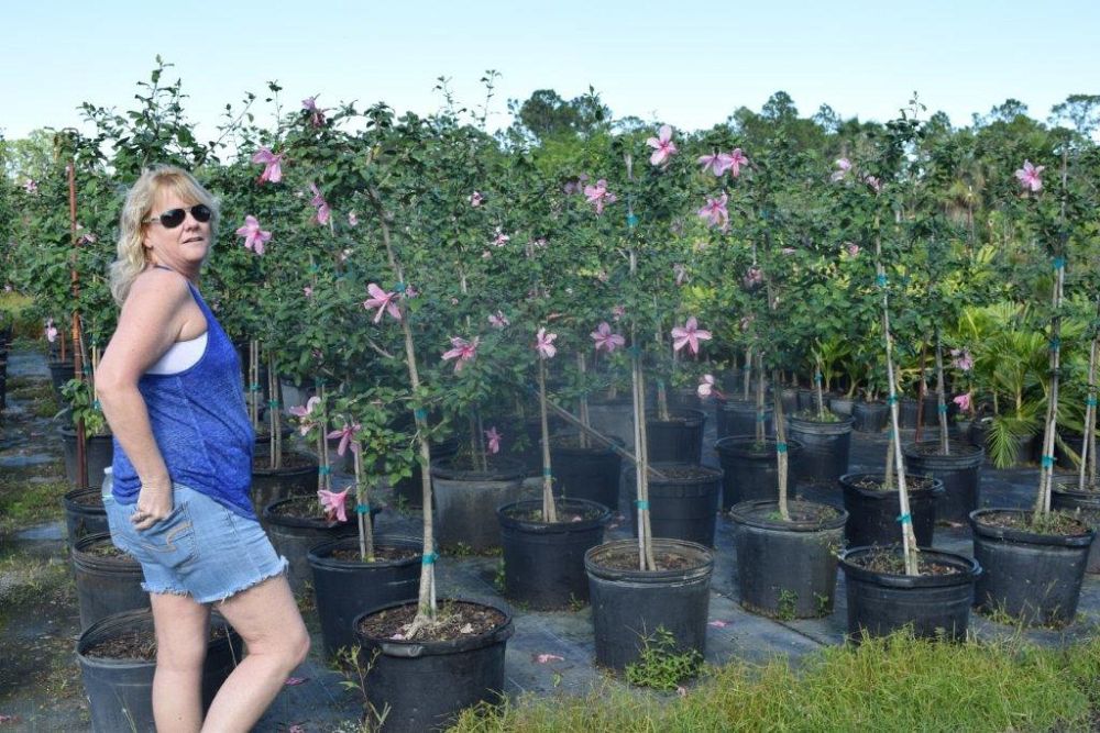 hibiscus-rosa-sinensis-anderson-crepe-tropical-hibiscus