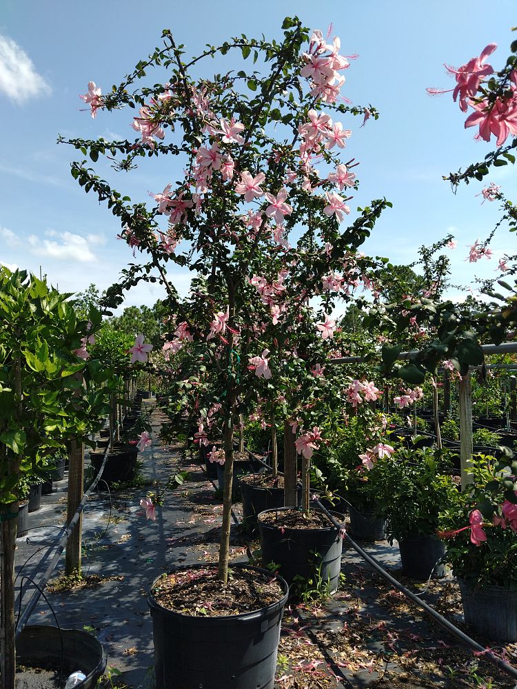 hibiscus-rosa-sinensis-anderson-crepe-tropical-hibiscus