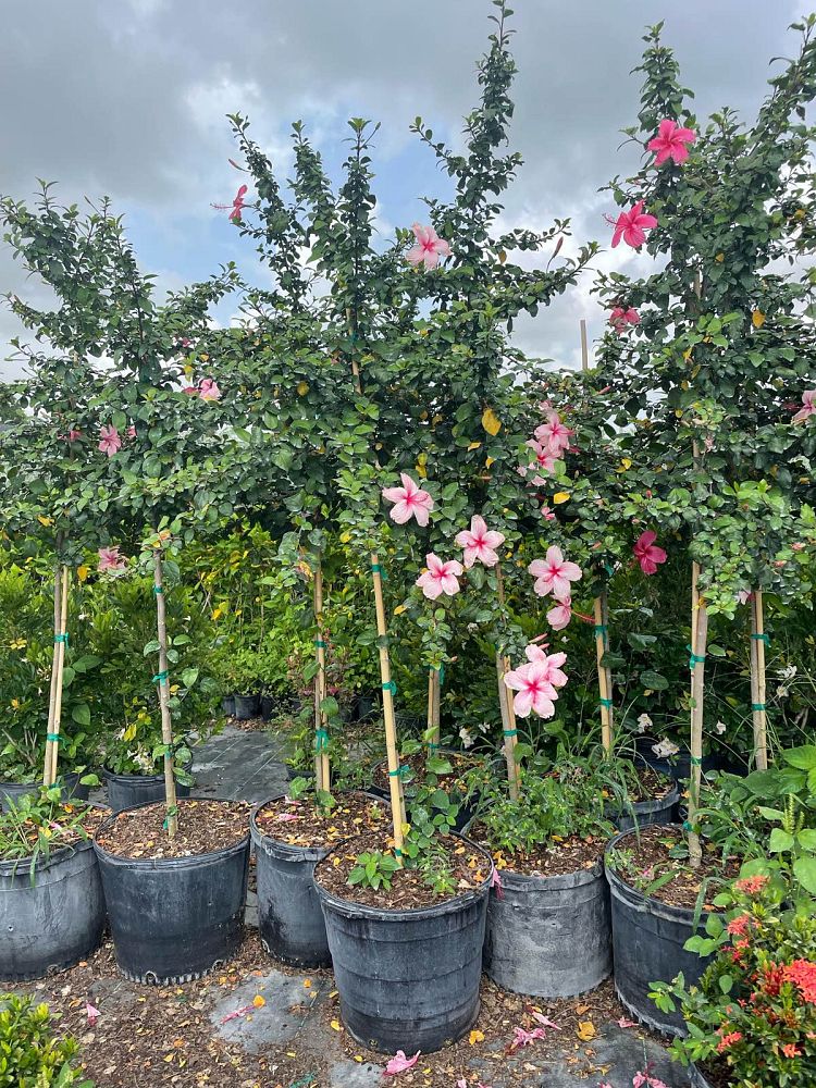 hibiscus-rosa-sinensis-anderson-crepe-tropical-hibiscus