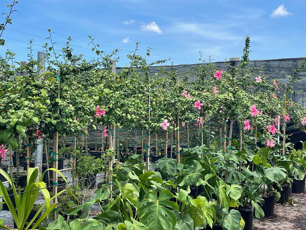 hibiscus-rosa-sinensis-anderson-crepe-tropical-hibiscus