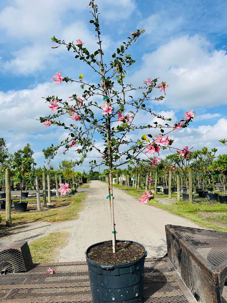 hibiscus-rosa-sinensis-anderson-crepe-tropical-hibiscus