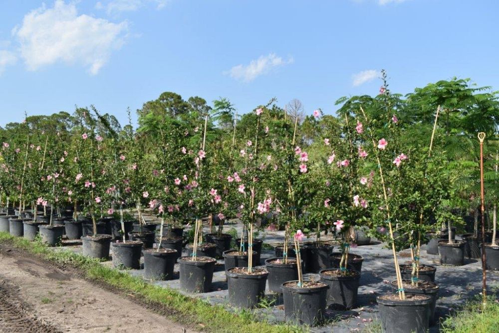 hibiscus-rosa-sinensis-anderson-crepe-tropical-hibiscus