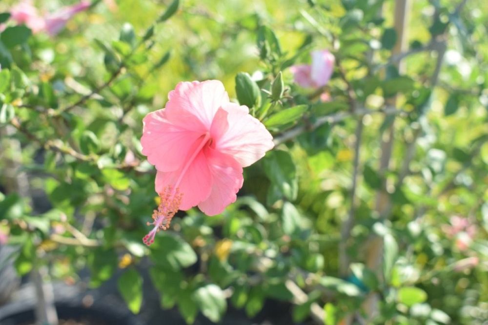 hibiscus-rosa-sinensis-anderson-crepe-tropical-hibiscus