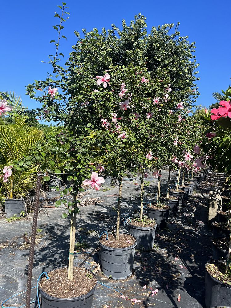 hibiscus-rosa-sinensis-anderson-crepe-tropical-hibiscus