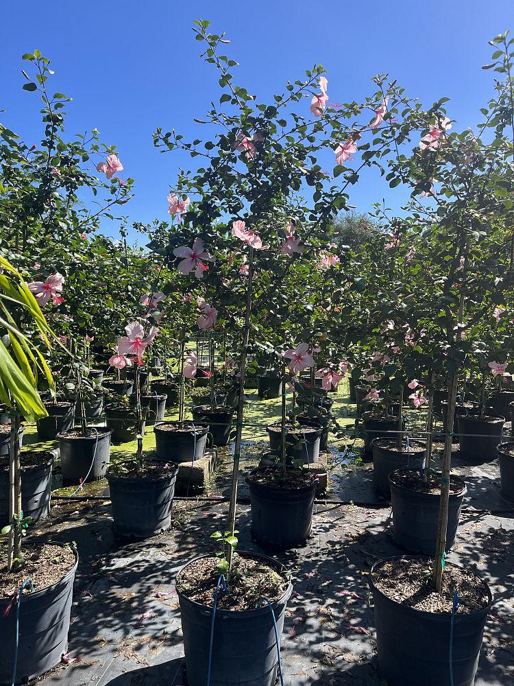 hibiscus-rosa-sinensis-anderson-crepe-tropical-hibiscus