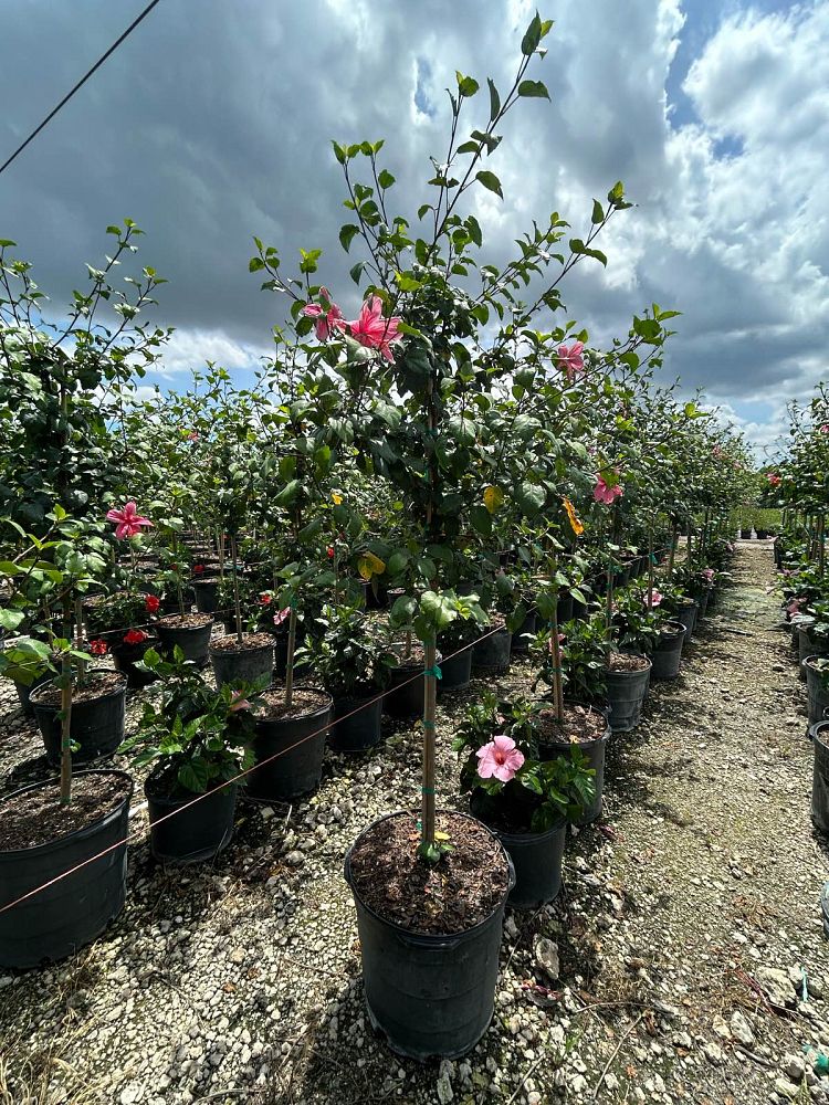 hibiscus-rosa-sinensis-anderson-crepe-tropical-hibiscus