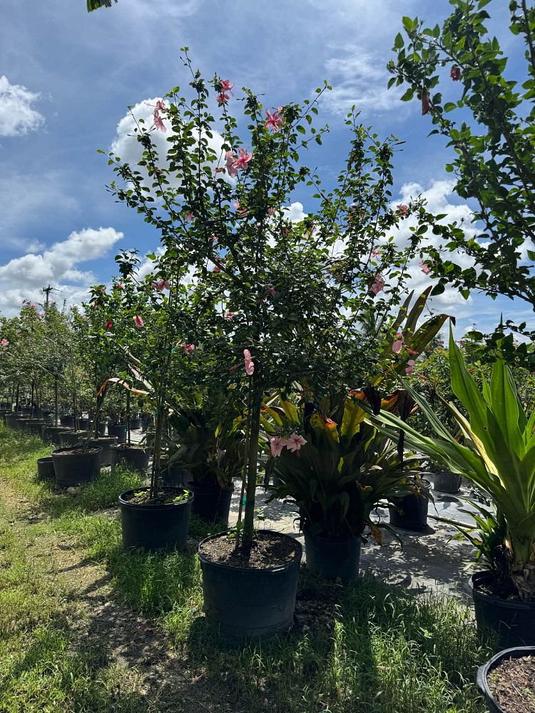 hibiscus-rosa-sinensis-anderson-crepe-tropical-hibiscus
